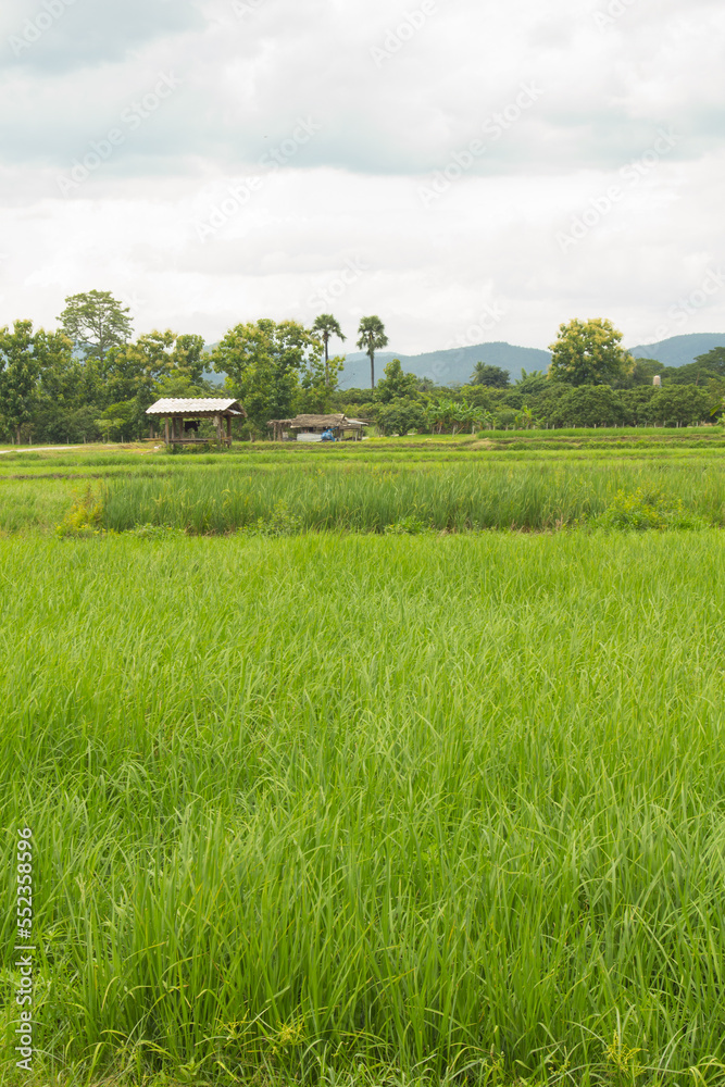 green rice field in Thailand