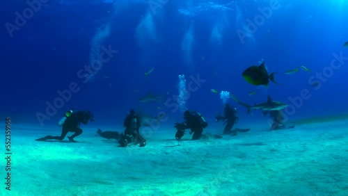 Wallpaper Mural Tiger shark feeding-3 Torontodigital.ca