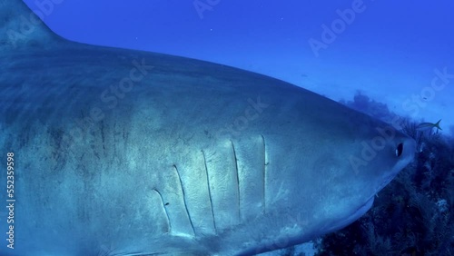 Tiger shark up close