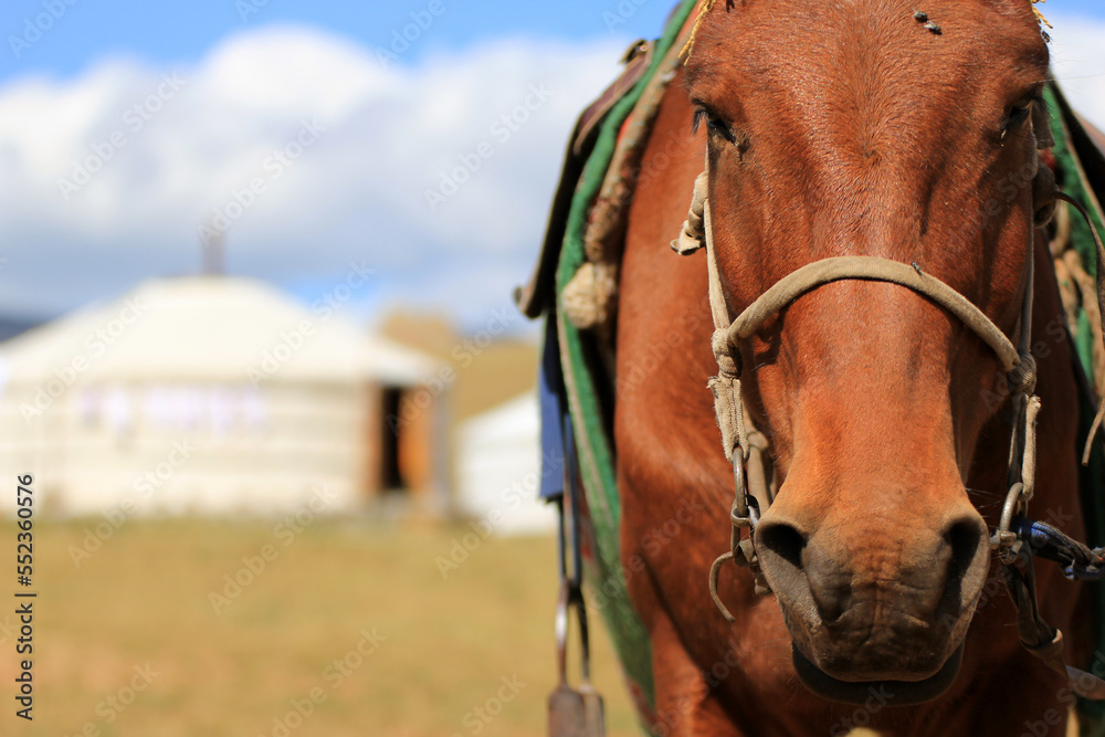 Horse and a traditional Yurt or Ger in Gorkhi-Terelj National Park, Mongolia