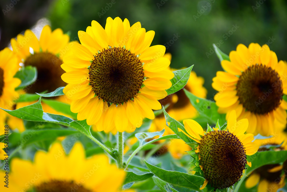 Fototapeta premium sunflowers in the field