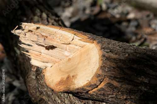 Cut of Cinnamomum camphora tree photo