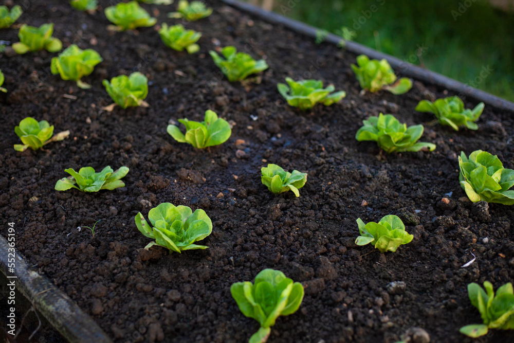 Organic vegetable garden. Cultivation of an open farm system. agricultural industry. Non-toxic vegetables. Organic vegetable garden. Cultivation of an open farm system. agricultural industry. Non-toxic vegetables.
