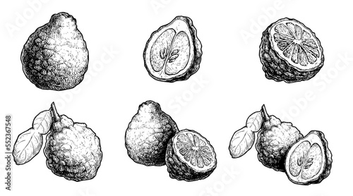 Medical Plant Bergamot Fruit Black and White set. Hand drawn sketch style illustrations collection. Vintage vector illustration isolated on white.