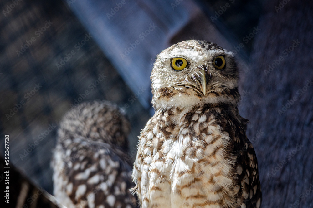 Obraz premium eagle owl portrait