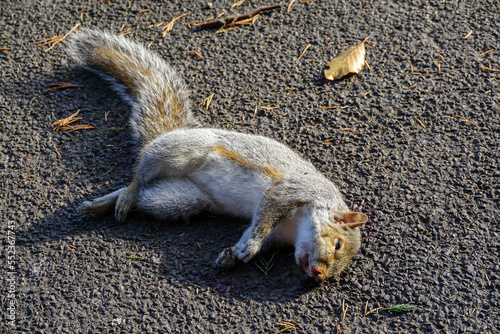 dead squirrel on the road. common grey squirrel after road accident or illness. photo