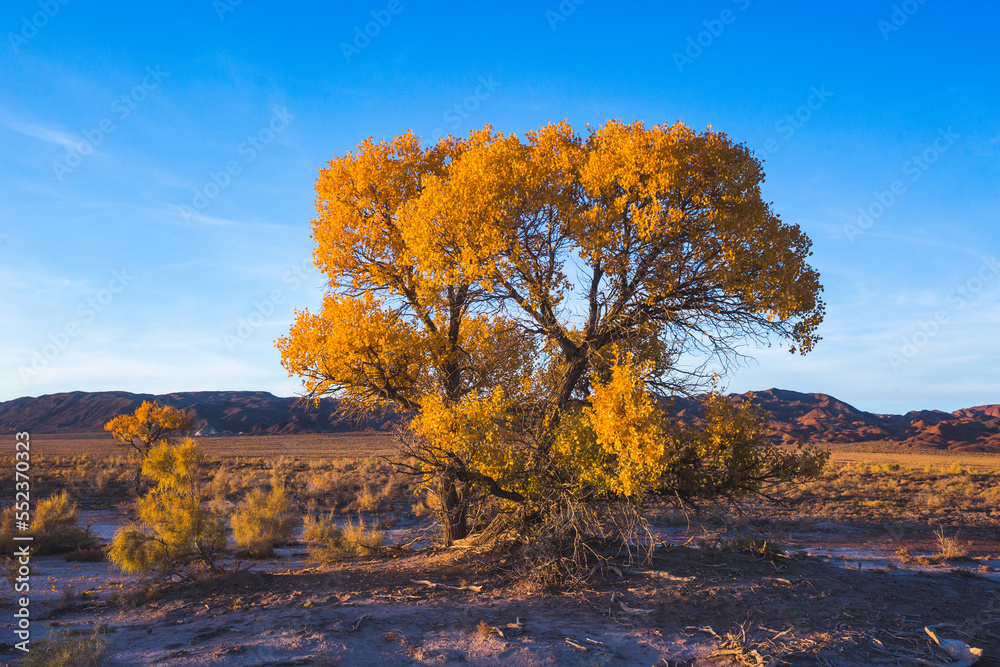 Turanga or poplar variegated. Altyn Emel National Park.  Kazakhstan