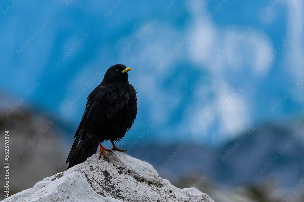 Famous Tre Cime di Lavaredo at summer time. Landscape of Alps Mountains. Dolomites, Alps, Italy, Europe (Drei Zinnen). Bird on the rock. Famous Tre Cime di Lavaredo at summer time. Landscape of Alps Mountains. Dolomites, Alps, Italy, Europe (Drei Zinnen). Bird on the rock.