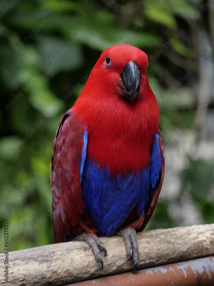 Fototapeta premium Conservation of wild animals from nature that are endangered due to global warming and environmental pollution, exotic animals, animal parks in zoos