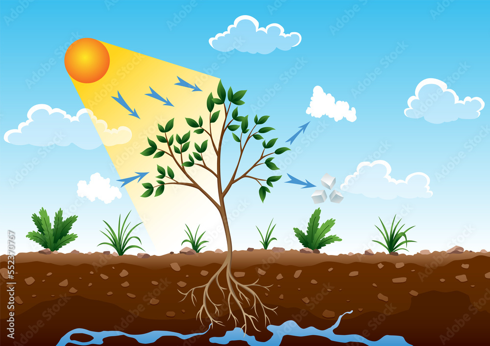 Photosynthesis process. Tree produce oxygen using rain and sun. Diagram