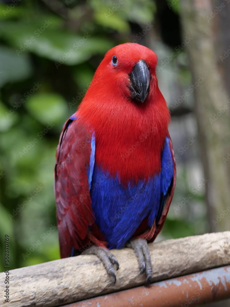 Fototapeta premium Conservation of wild animals from nature that are endangered due to global warming and environmental pollution, exotic animals, animal parks in zoos
