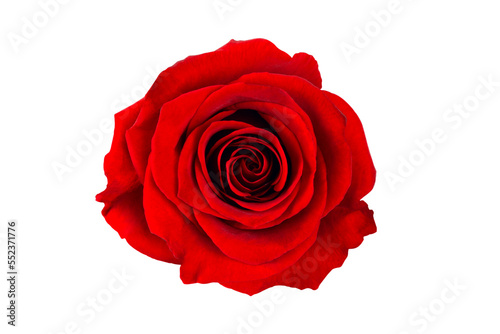 rose isolated from background, top view, for design