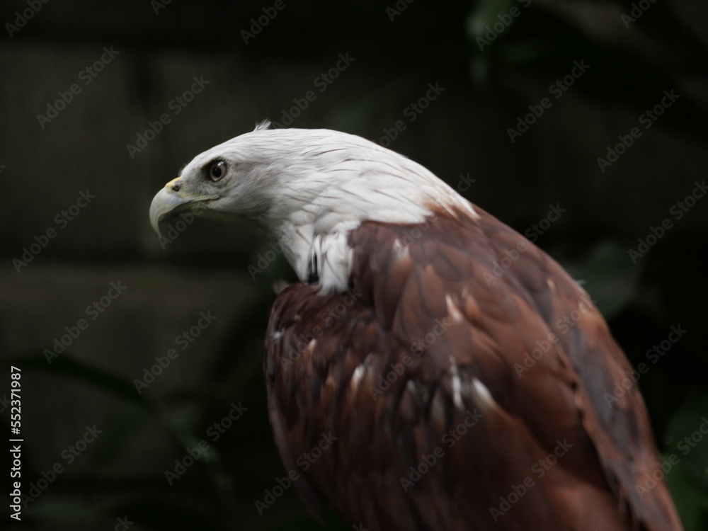 Conservation of wild animals from nature that are endangered due to global warming and environmental pollution, exotic animals, animal parks in zoos Conservation of wild animals from nature that are endangered due to global warming and environmental pollution, exotic animals, animal parks in zoos