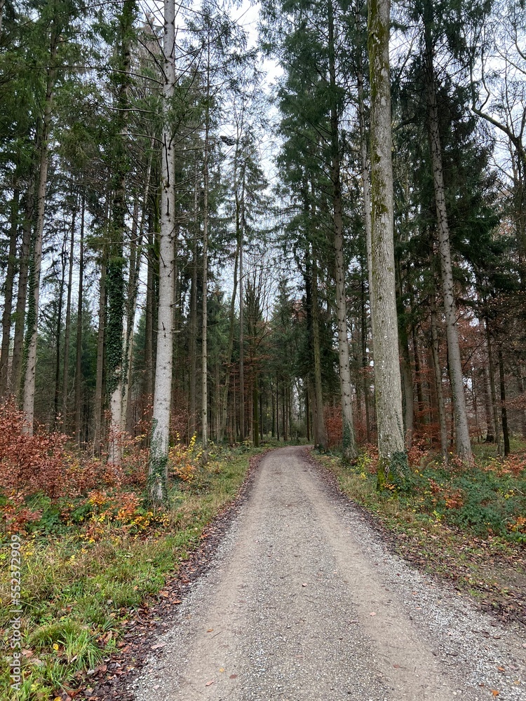 road, wald, natur, baum, herbst, baum, landschaft, bahn, green, park, bäuerlich, way, himmel, holz, föhre, holz, sommer, frühling, fall, jahreszeit, pflanze, fahrbahn, umwelt, ausserhalb, pfad