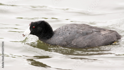 Americna coot swimming in water photo