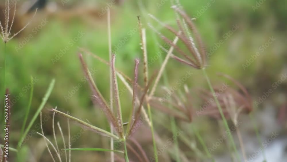 Beautiful green grass on a blurred background Beautiful green grass on a blurred background