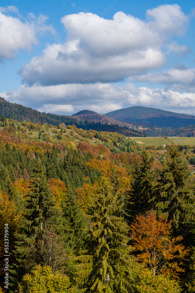 Beautiful autumn forest in the Carpathian mountains on a sunny autumn day on the Synevyr Pass ridge and blue sky background. Ukraine