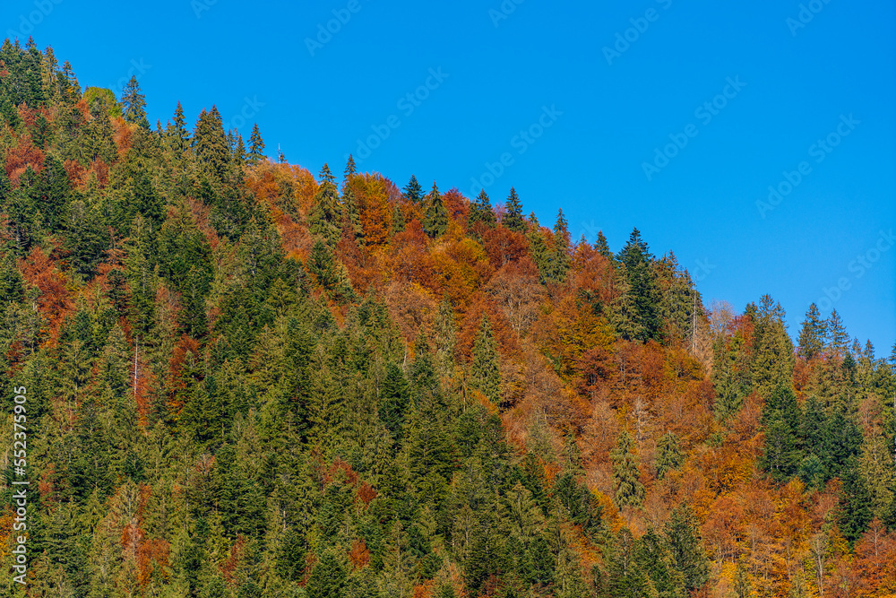 Beautiful trees on the tops of the Carpathian mountains on a warm autumn day. Ukraine