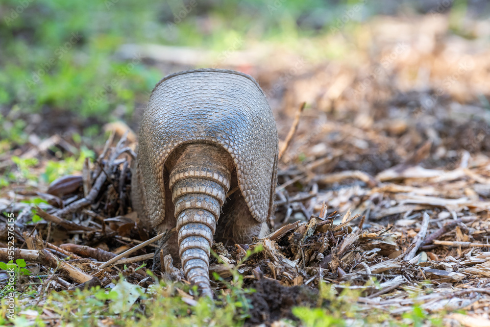 An armadillo foraging for food in the autumn garden. An armadillo foraging for food in the autumn garden.