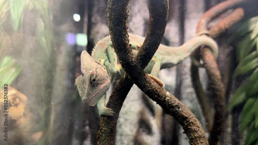 Green cute chameleon sitting on a branch in a terrarium Green cute chameleon sitting on a branch in a terrarium