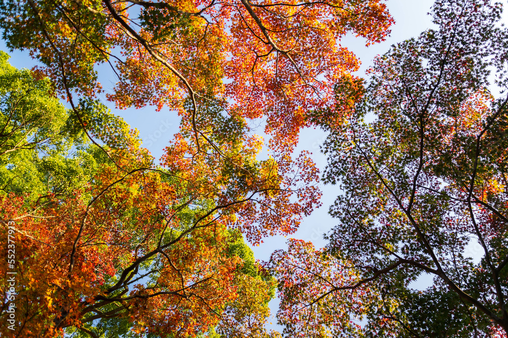 Close up Of Maple Tree leaves During Autumn with color change on leaf in orange yellow and red, falling natural background texture autumn concept