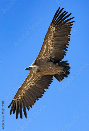 Un vautour Fauve en plein vol dans les  gorges du Verdon en France