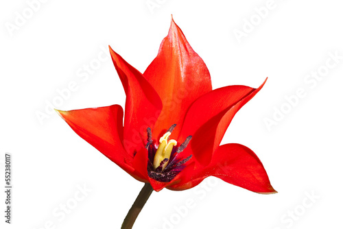 Tulip Linifolia a red spring flowering bulb plant, png stock photo file cut out and isolated on a transparent background photo