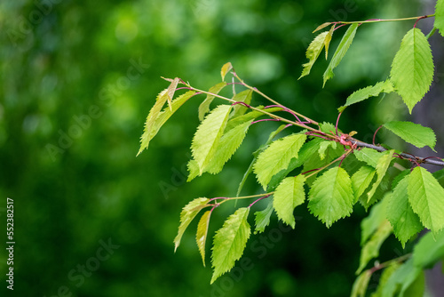 A branch of a tree with green leaves in the forest on a blurred background. Summer background