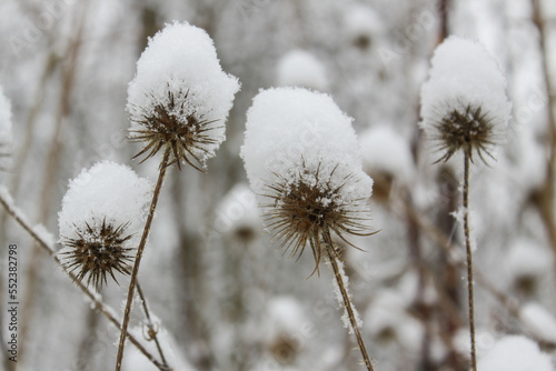 snow covered thistles