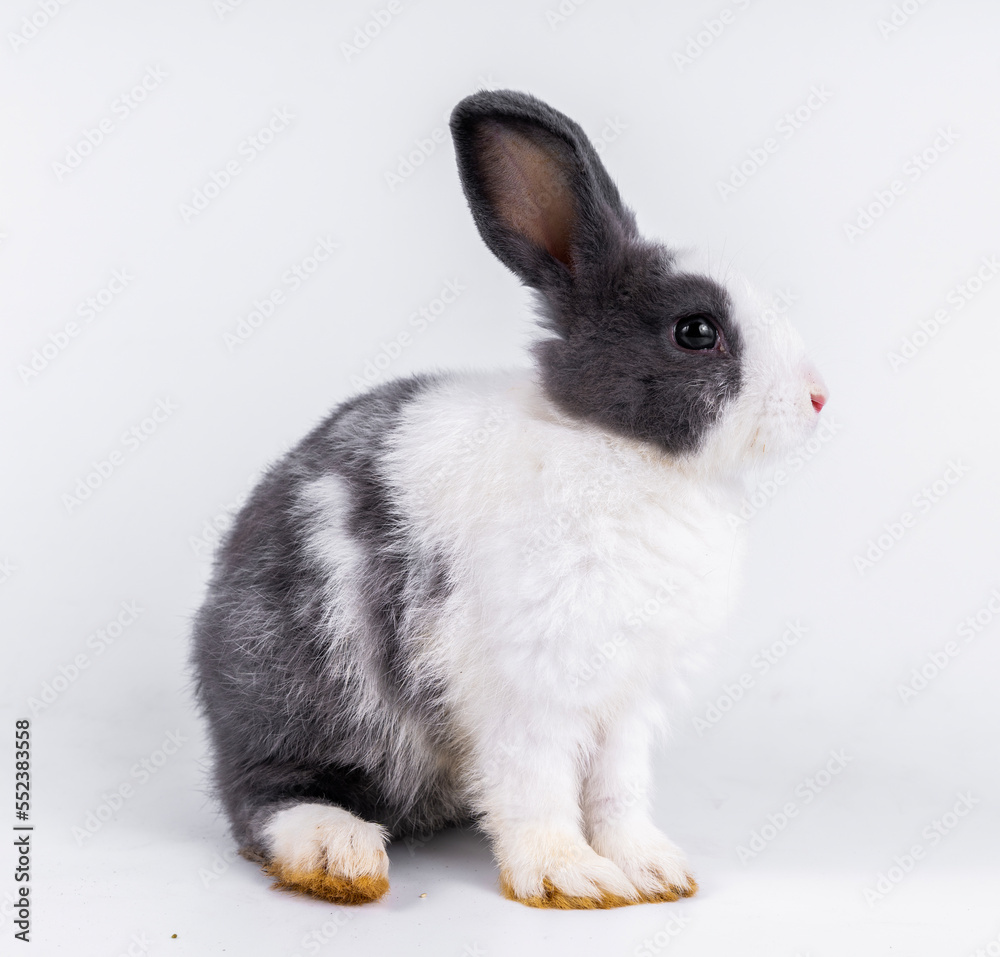 cute black and white rabbit isolated white background