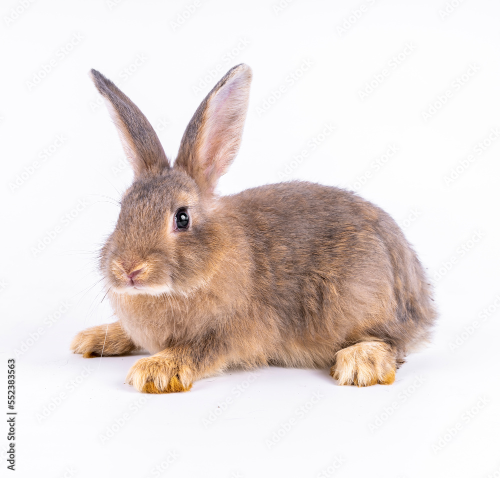 Fototapeta premium Cute looking brown rabbit isolated white background