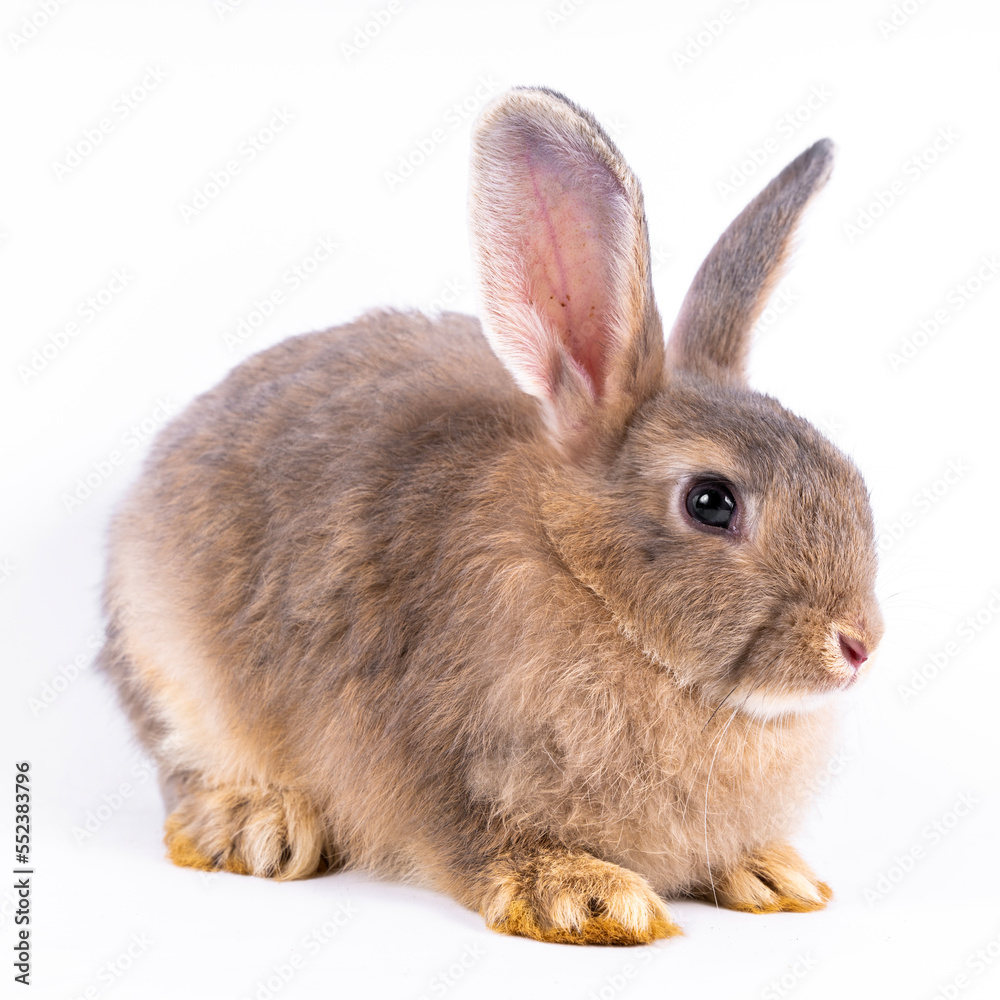 Obraz premium Cute looking brown rabbit isolated white background