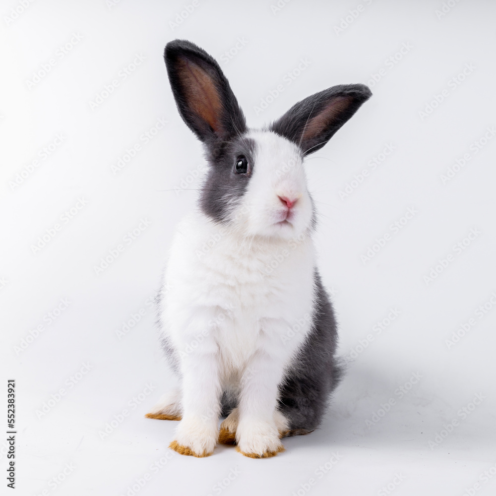 Fototapeta premium cute black and white rabbit isolated white background