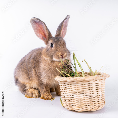 Cute looking brown rabbit isolated white background © SKW