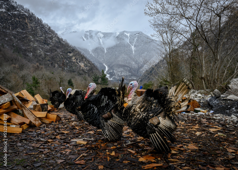 Fototapeta premium Turkeys on a farm in the mountains of Abkhazia in winter