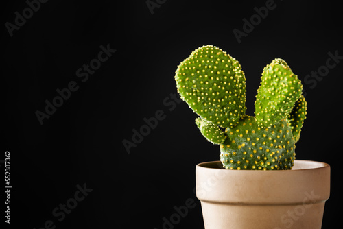 A yellow opuntia microdasys cactus plant in a clay pot