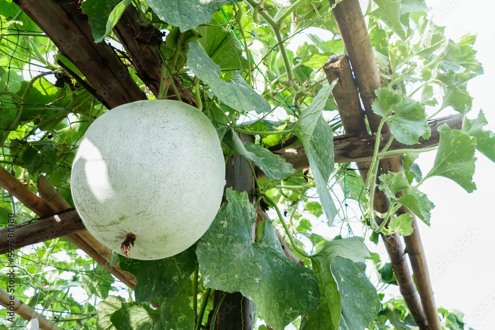 The calabash commonly known as vine calabash or bottle gourd. in