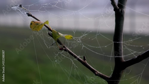 spider on web