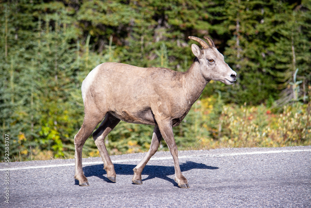 Bighorn sheep on highway in Alberta