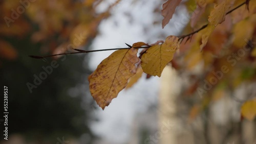 autumn leaves on the tree