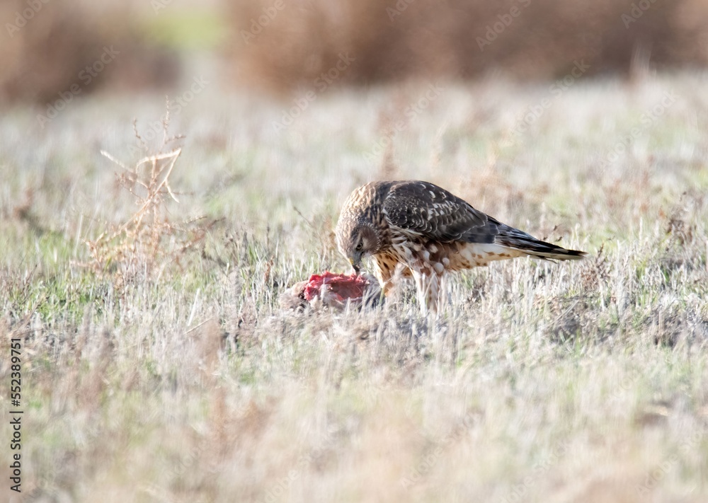 Northern Harrier feeding on a freshly hunted coot on the ground amid brown grass in San Jacinto, California Northern Harrier feeding on a freshly hunted coot on the ground amid brown grass in San Jacinto, California