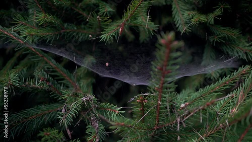 spider web in the morning