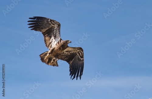 A juvenile bald eagle in flight showing off juvenile wing feather patterns up close