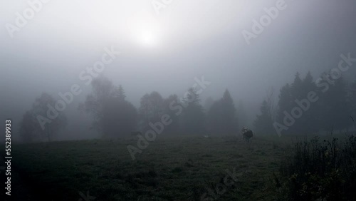 misty morning in the forest