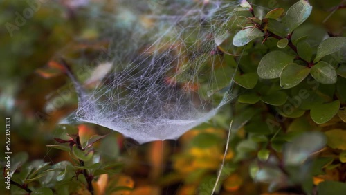 spider web in the morning