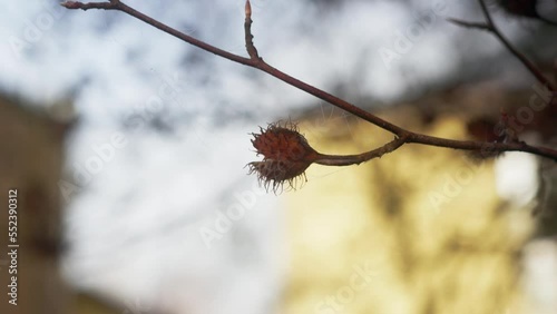 autumn leaves on the tree