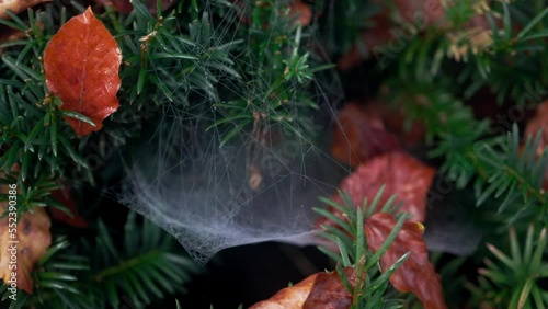 spider web on tree