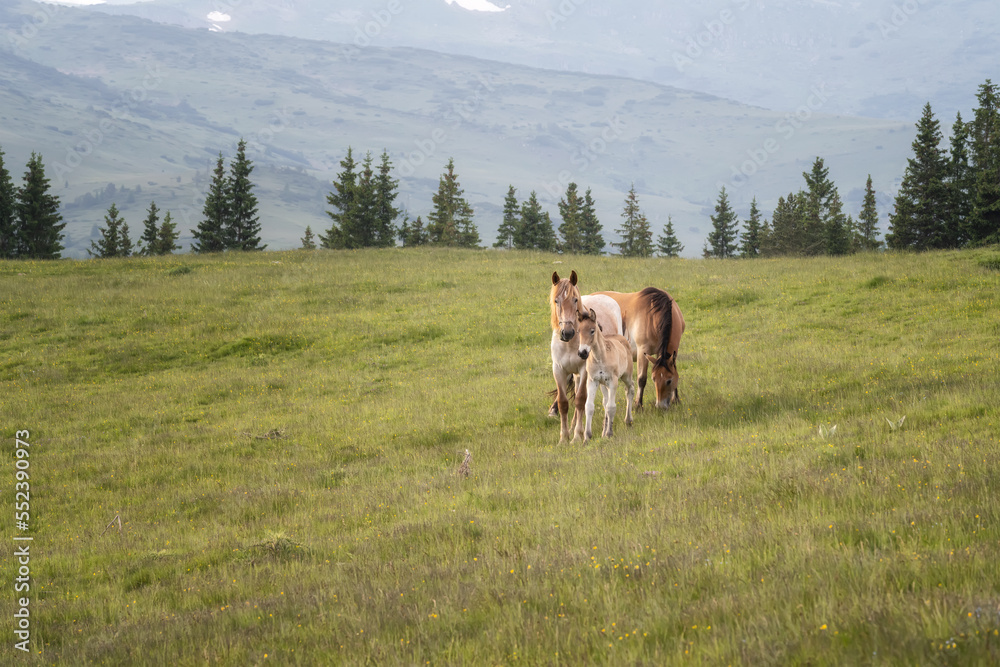 Horses family grazing in green summer meadow in Rila Mountains, Bulgaria. Country summer landscape.