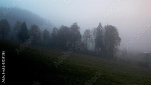 misty morning in the forest