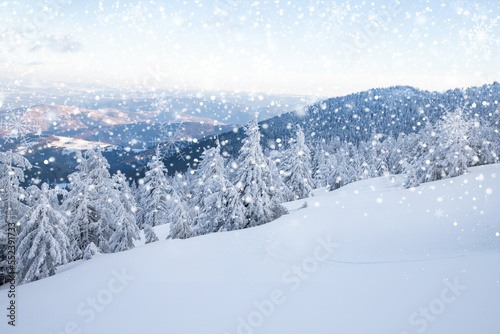 Wallpaper Mural amazing winter landscape with snowy fir trees in the mountains Torontodigital.ca